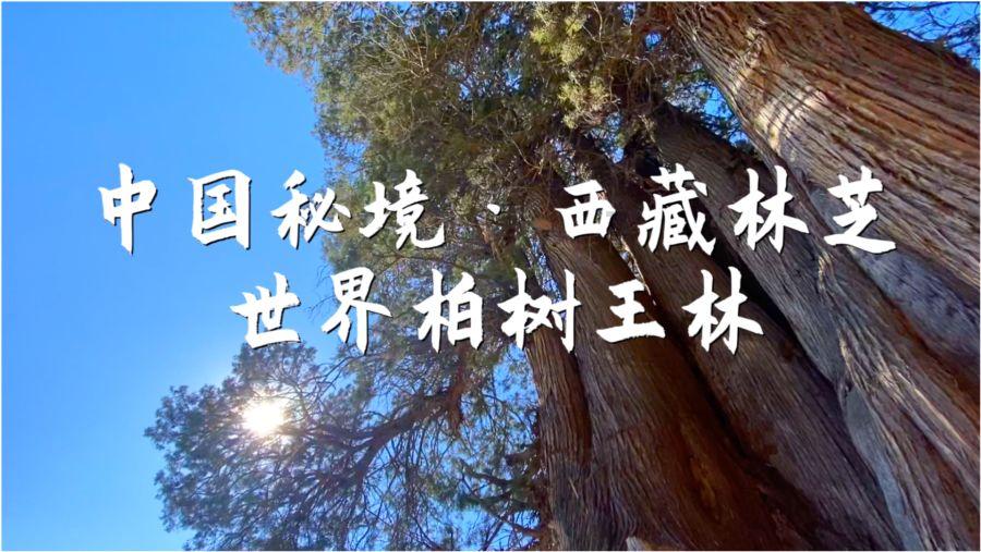 探索在金庸小说《天龙八部》中,段誉的武力值怎么样?,尽享知识星球平台的独特魅力
